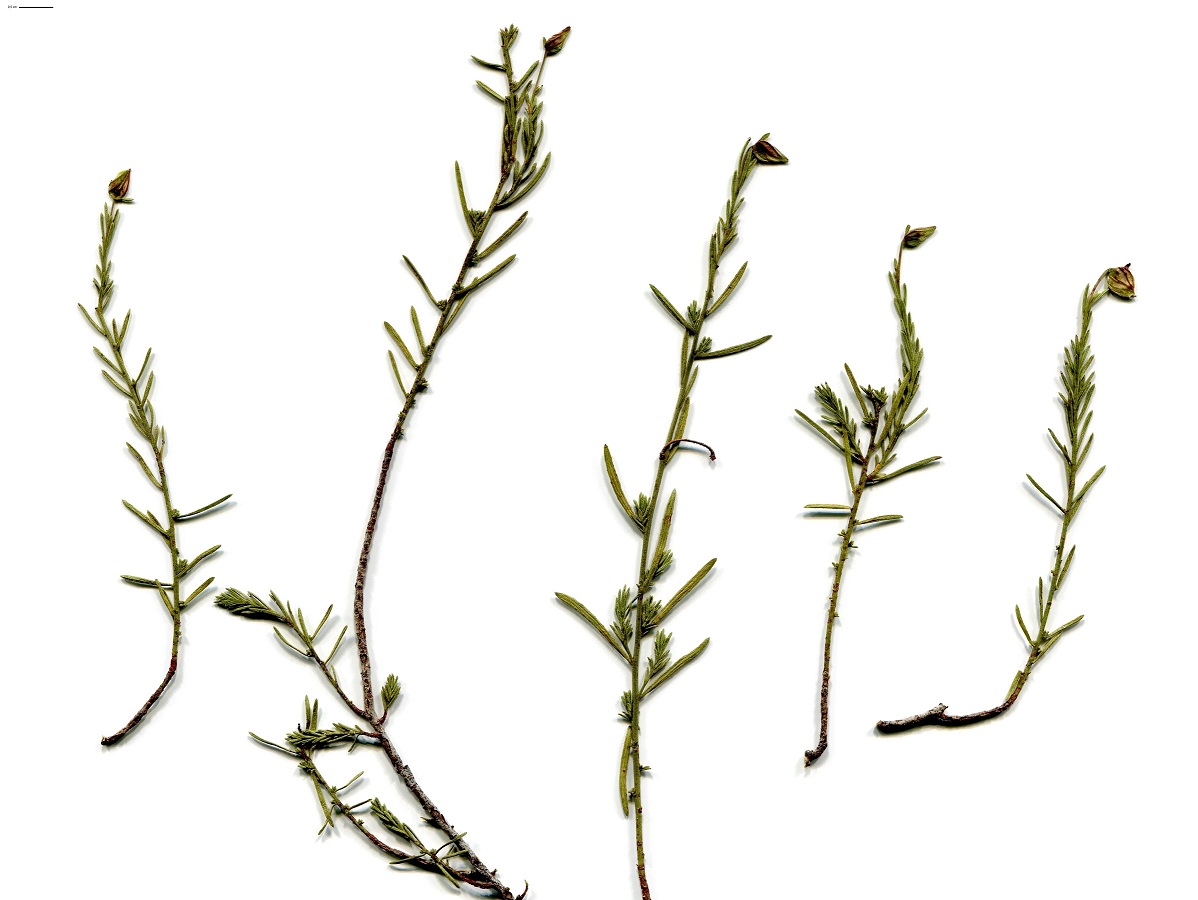 Fumana ericifolia (Cistaceae)